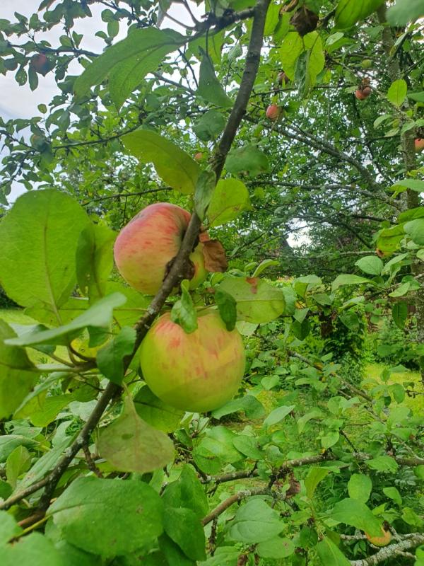 Продажа дома, 362м <sup>2</sup>, 1300 сот., Тимофеево, Тимофеево д,  24