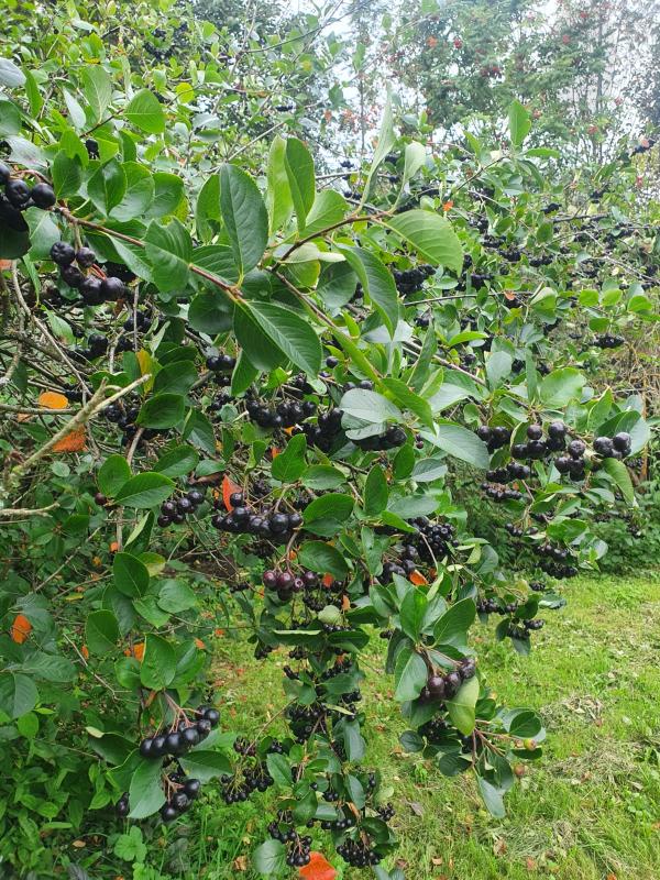 Продажа дома, 362м <sup>2</sup>, 1300 сот., Тимофеево, Тимофеево д,  24