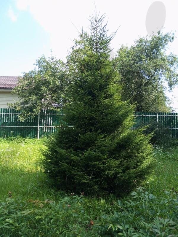 Продажа дома, 50м <sup>2</sup>, 900 сот., Солнечногорск, Дружба снт