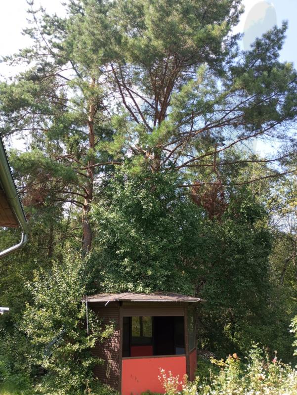 Продажа дома, 50м <sup>2</sup>, 900 сот., Солнечногорск, Дружба снт